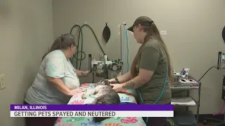 Why it's important to get your pet spayed or neutered