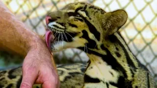 Dok Mai - The Clouded Leopard Cub | Earth Unplugged