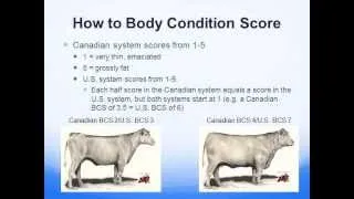 Using Body Condition Scoring (BCS) as tool to maximize profitability (2013)