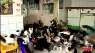 Странная бабка и ее 130 кошек...