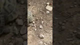 Tiny turtle tries to hump