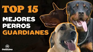 TOP 15 MEJORES PERROS GUARDIANES