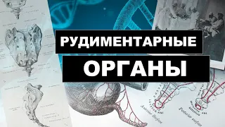 Рудиментарные Органы