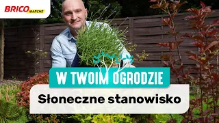 Rośliny do słonecznego ogrodu [W Twoim ogrodzie]