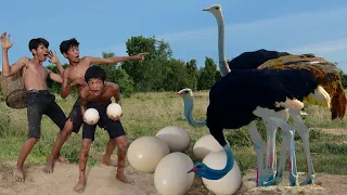 Primitive Technology - Smart Steal Ostrich Egg And Cooking - Eating Delicious