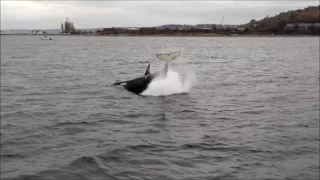 SURROUNDED BY ORCA'S NEAR SEATTLE!!!