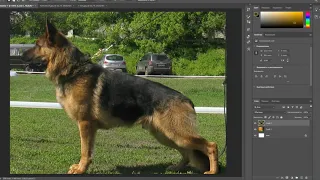 Как обработать фотографию собаки для презентации в Photoshop
