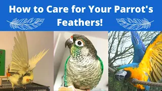 How to Care for Your Parrot's Feathers! | Tips & Tricks | BirdNerdSophie