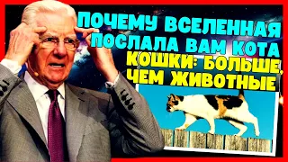 Кошки – не просто животные: раскройте секрет их присутствия - закон притяжения