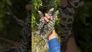 ￼yoinked up￼ some invasive lizards in the Everglades #everglades#youtubeshorts#wildlife#snake#viral
