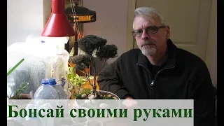 Бонсай своими руками (туя и фикус)