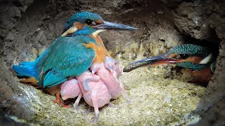 Tension Inside Kingfisher Nest | 4K | Discover Wildlife | Robert E Fuller