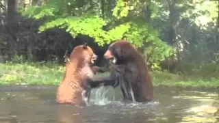 クマの喧嘩