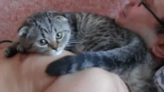 Как кошка любит своего хозяина / How a cat love its owner