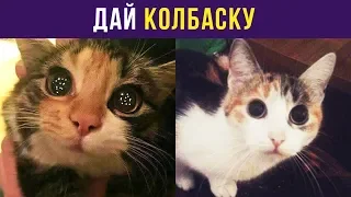 Приколы с котами. Дай колбаску | Мемозг #70