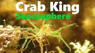 This tiny crab is King of the Seacosphere
