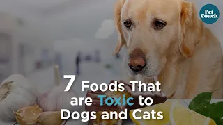 10 Common Foods That Are Toxic to Dogs and Cats