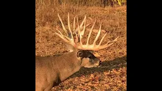 Picket !! 618-771-3992 #deerstags #deerhunting #livestream #wildlife #deerhunt #hunting #nature