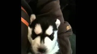 Husky pup howling