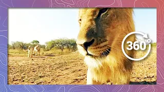 Lion in 360 4K - Close-up (Wildlife and Nature 2018)