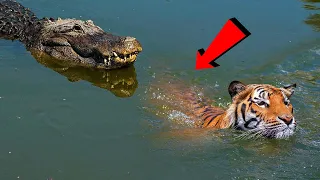 مگرمچھ اور چیتے کی خوفناک لڑائی  | Most Intense Battles Of Animals | Spotlight