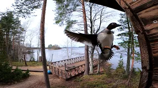 Telkkä lentää pönttöön