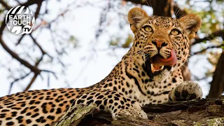 Leopard hunts impala from the treetops