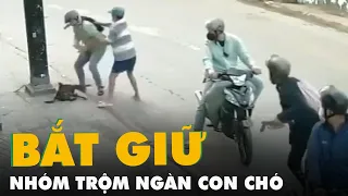 Bắt nhóm trộm chó, từng dùng bình hơi cay chống trả khi bị truy đuổi