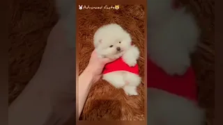 funny dog videos | cute dog #shorts #shortvideo #tiktok #youtube #bts #shortsvideo #shorts #videos