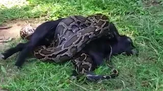 Man attempts to save goat from clutches of python