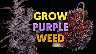 How to Grow Purple Cannabis - Khalifa Genetics