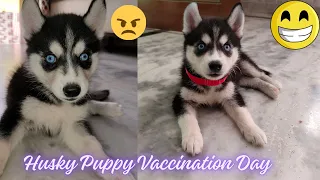 Omg aaj husky ko lagega vaccination | Husky First Vaccination Experience | Husky Puppy | Husky