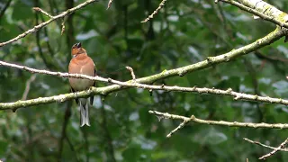 3 minuten Vink  (3 minutes finch)