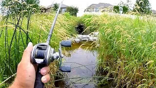 I CAN'T BELIEVE the GIANT Fish in this TINY Pond!!