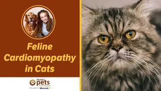 Feline Cardiomyopathy in Cats