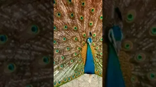 big peacock feathers display - close shot #shorts