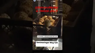 Bäckerei Schrunz in Münster :🦛🦛🦛🦛🦛🦛🦛Bitte mal den Kammerjäger holen ...Was da los ?🤣🤣💯🙊🙈🙈🤪🤪🤪🤣🤣🤣🤣🤣🤣🤣🤣