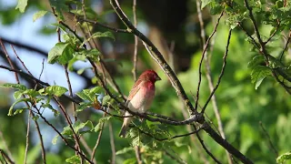 Обыкновенная Чечевица, common rosefinch.