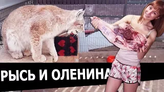 КТО ЛУЧШЕ: КОШКИ ИЛИ СОБАКИ? / Понравится ли рысям оленина?