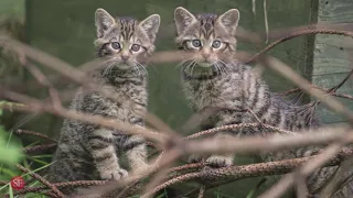 Meet the Scottish wildcat kittens