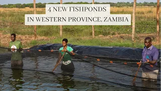 4 new fish ponds in Western Province in Zambia