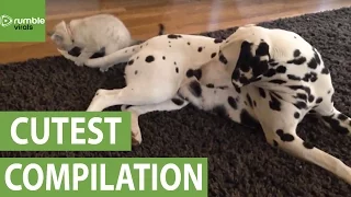 These adorable animal moments will melt your heart!