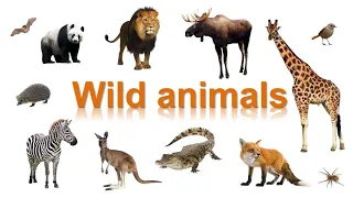 Дикие животные по-английски [Wild animals - English Vocabulary Flashcards]