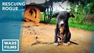 Dog Starving & Chained to Abandoned Home Rescued by Detroit Pit Crew - Howl & Hope For Dodo Dogs