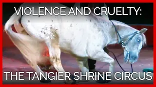 Violence is Center Stage at the Tangier Shrine Circus