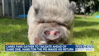 Hamilton the Pig rallies with Canes fans before the big game