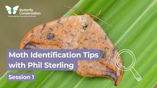 Moth Identification Tips with Phil Sterling: Session 1