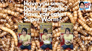 Oi! HAVE YOU SEEN THE DARKLING BEETLE? and TRIED TO EAT SUPER WORMS?