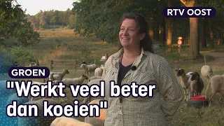 Schapen zijn essentieel bij het onderhoud van weide | RTV Oost