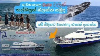 නැවක තල්මසුන් බලන්න යමුද | Whale Watching Sri Lanka | Mirissa